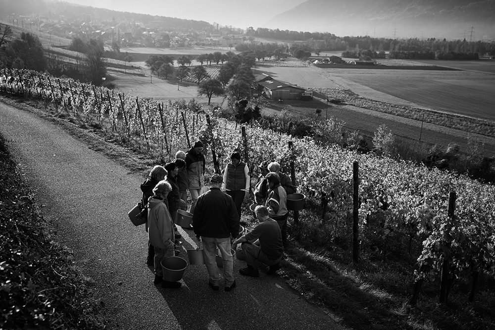 Erntehelfer bei der Weinlese - Weingut Familie Hansruedi Adank