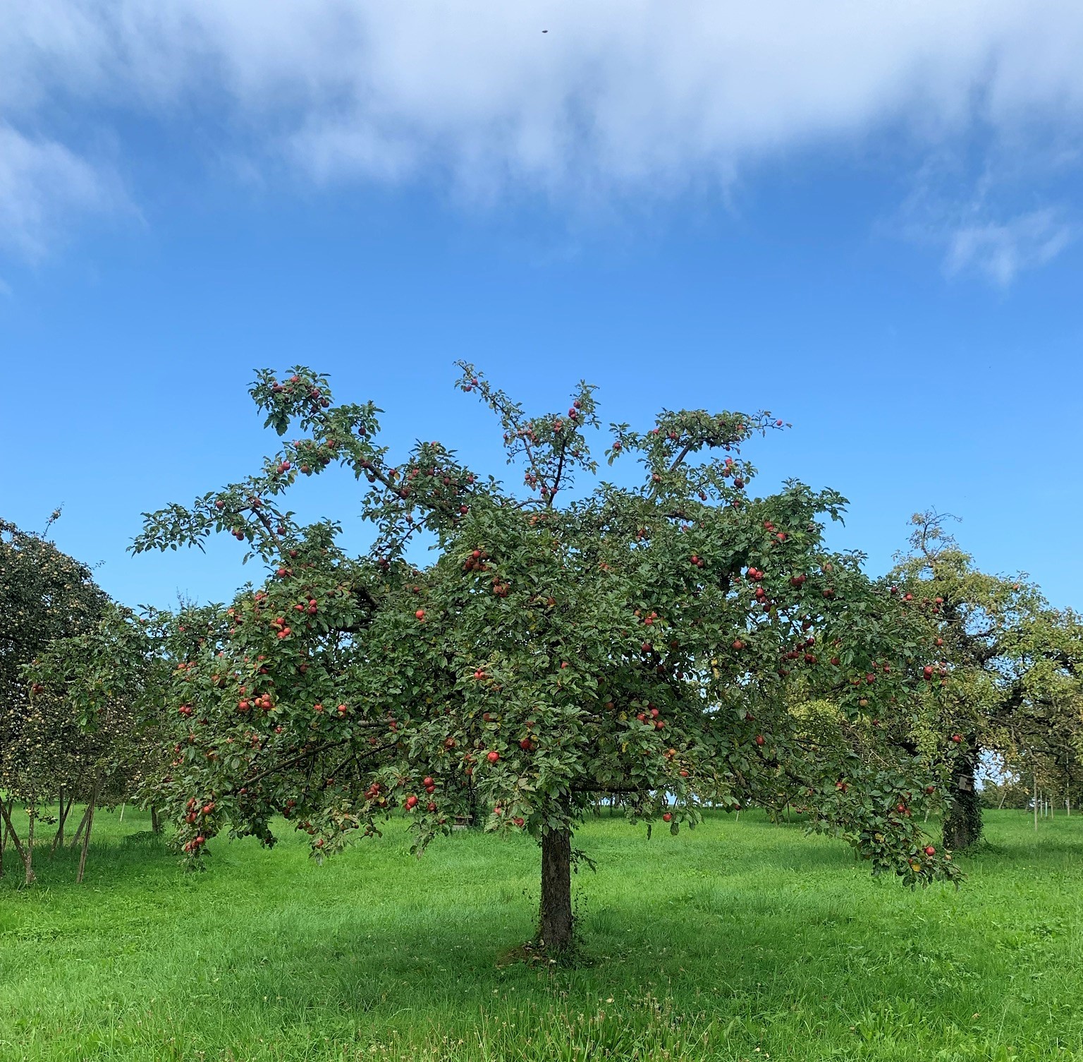 Hochstammbäume mit Äpfeln für den Cidre von Christian Adank