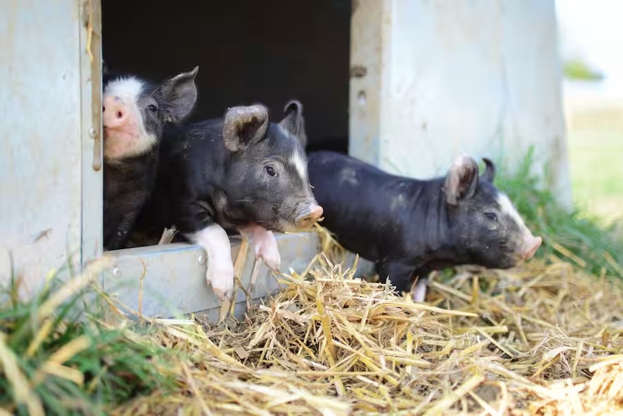 Fabio Müllers Kuro-Schweine Fabio Müllers Kuro-Schweine